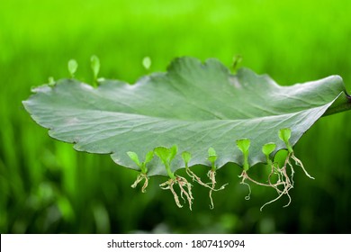 Leaf of Bryophyillum with buds. Some Plants grow from the leaf. Asexual Reproduction in Plants growth - Shutterstock ID 1807419094