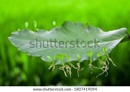 Leaf of Bryophyillum with buds. Some Plants grow from the leaf. Asexual Reproduction in Plants growth