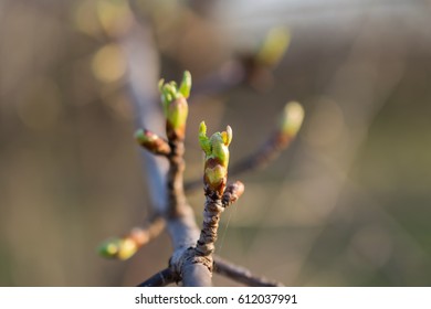 leaf buds of plum - Shutterstock ID 612037991