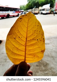 leaf and busstand. 