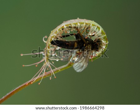 leaf of a cape sundew plant, Drosera capensis, that has trapped and wrapped around a snipe fly. After an insect is trapped the leaf rolls -up to bring more digestive glands in contact with the prey