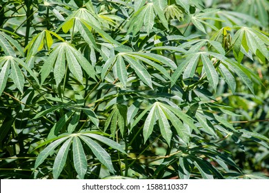 Leaf Cassava Called Manioc Yuca Balinghoy Stockfoto 1588110337 ...