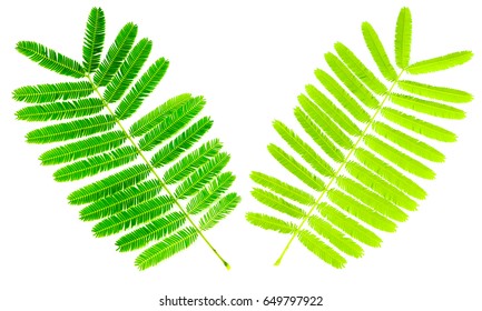 Acacia Catechu Images Stock Photos Vectors Shutterstock