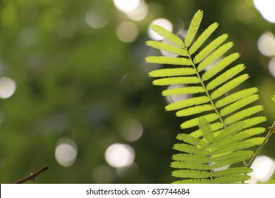 Acacia Catechu Images Stock Photos Vectors Shutterstock