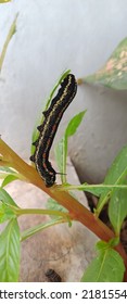 Leaf Caterpillar On The Water Henna Tree