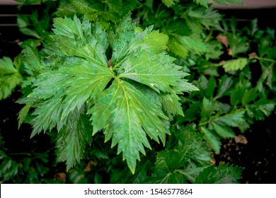 Leaf Of Celery - Growing Plant