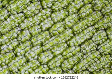 Leaf cell structure, microscopy