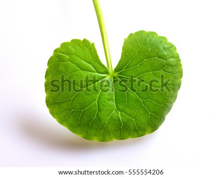 Leaf of Centella asiatica on white background.