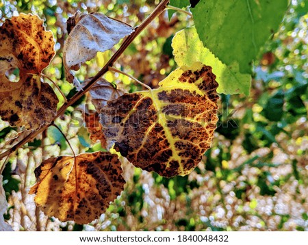 Leaf changing colors with neat pattern in fall