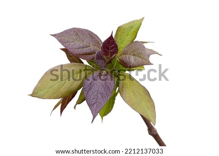 Leaf of Cinnamomum camphora tree, Green-purple leaves isolated on a white background
