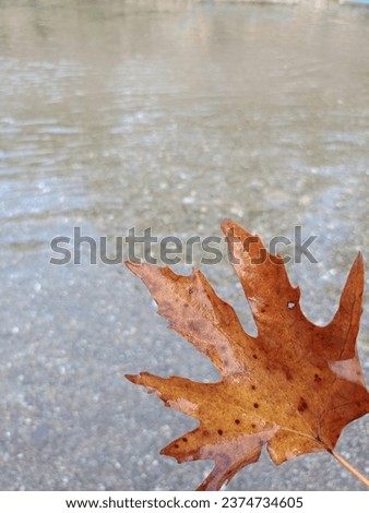 Leaf in clear sea water, plane leaf, leaf in running water,blackground