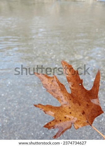 Leaf in clear sea water, plane leaf, leaf in running water,blackground