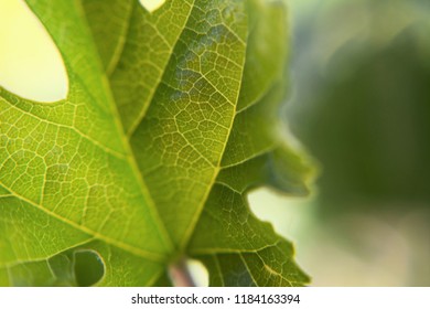 Leaf close up