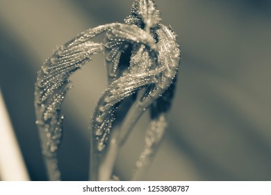  Leaf Close up