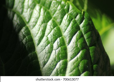 leaf close up
