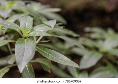 leaf close up