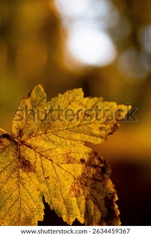 leaf close up with bukeh background