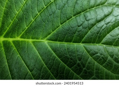 Leaf Close Up Picture. Plant leaf macro. Plant leaf texture macro Close-up.