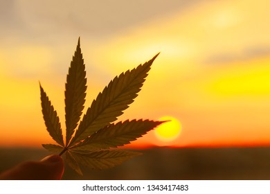 Leaf Close Up At Sunset, Hemp Salve, Medical Marijuana Concept, Cannabis Ointment, Treatment Of Skin And Joints. Cosmetics With Cannabis CBD