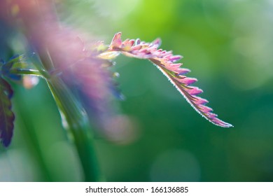 Leaf close-up