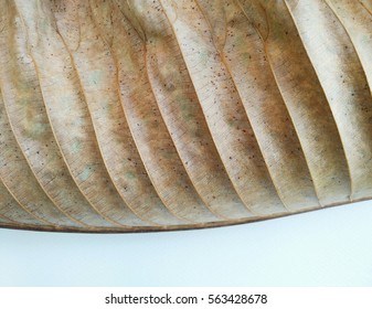 The leaf close-up