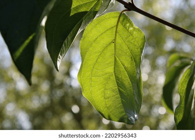 Leaf Closeup Back Lit By The Sun