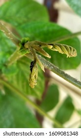 Leaf Closeup with Bug on it