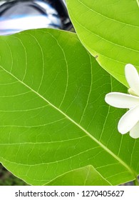 Leaf Closeup in HD