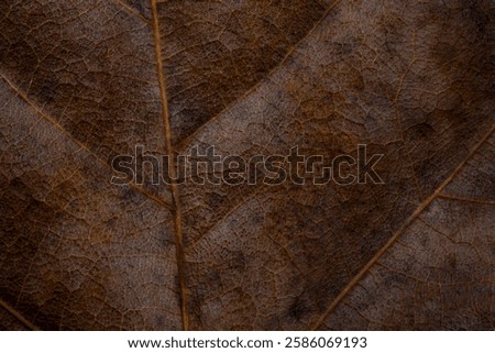 Leaf close-up surface for abstract natural backgroun. dry leaf rough and wrinkled texture with branched veins in brown color. dark mood tones. nostalgia, melancholy and introspection concept. Macro