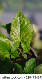 Leaf Closeup Of Syngonium  Mojito Background 