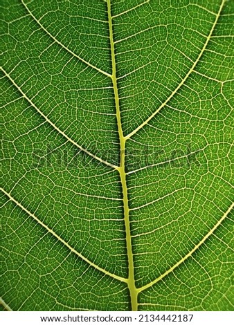 Leaf closup for stunning  background