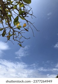 The leaf and clouds. Big blue sky
