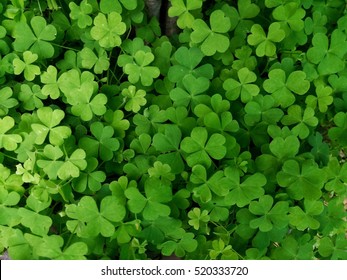 Leaf clover - Shutterstock ID 520333720