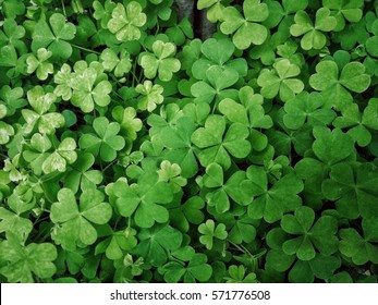 Leaf clover - Shutterstock ID 571776508