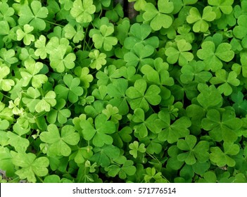 Leaf clover - Shutterstock ID 571776514