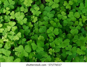 Leaf clover - Shutterstock ID 571776517