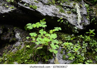 leaf clover close up