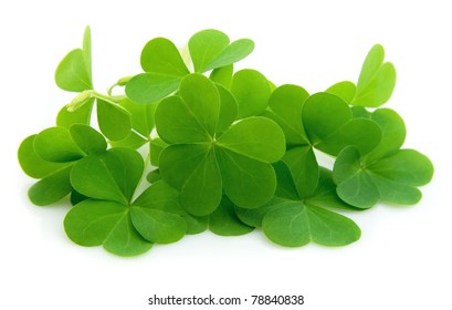 Leaf Clover Isolated On White