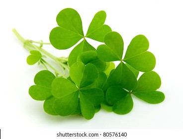 Leaf Clover Isolated On White