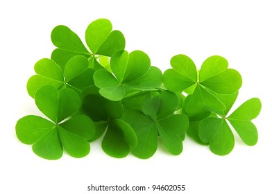 Leaf Clover Isolated On White