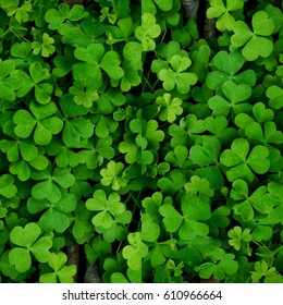 Leaf clover wallpaper  - Shutterstock ID 610966664