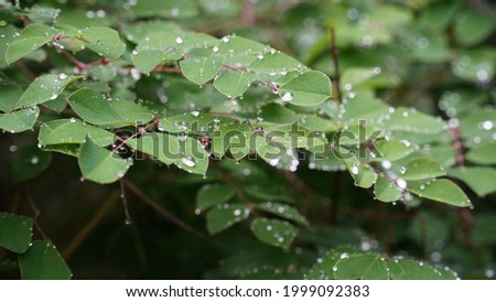                            The leaf of the leaf is coated with silver bead-like dew. It's the beauty of nature that's about to roll over.    