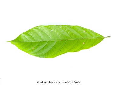 Leaf  cocoa Close up