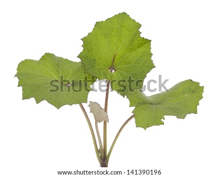 leaf coltsfoot (Tussilago farfara) on white background
