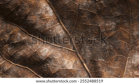 Leaf of Common aspen tree. Complex texture with veins and cells. Macro shot.