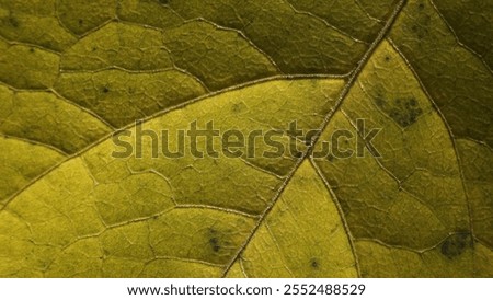 Leaf of Common aspen tree. Complex texture with veins and cells. Macro shot.