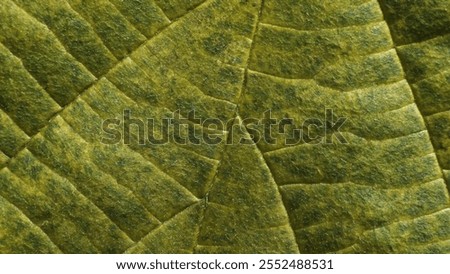 Leaf of common Hazel tree. Complex texture with veins and cells. Macro shot.