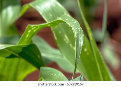 Leaf  Of Corn Attacked By A Worm