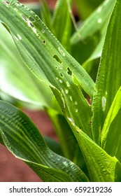 Leaf  Of Corn Attacked By A Worm