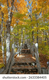 Leaf Covered Boadwalk in the Fall Forest in the Porcupine Mountains in Michigan
